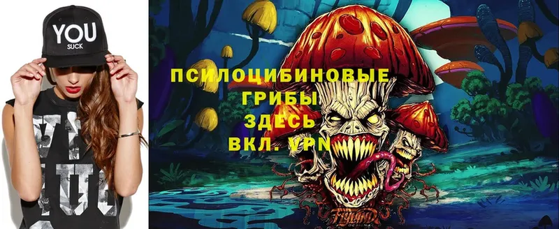 Псилоцибиновые грибы Psilocybe  купить наркотик  Большой Камень 